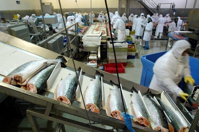 Рыбная промышленность