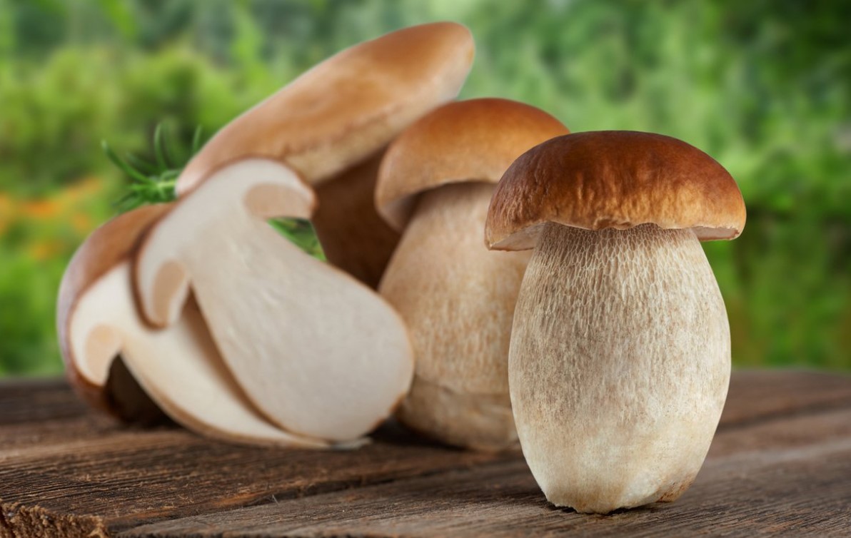 Открытие бизнеса по выращиванию белых грибов