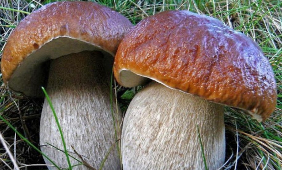 Открытие бизнеса по выращиванию белых грибов