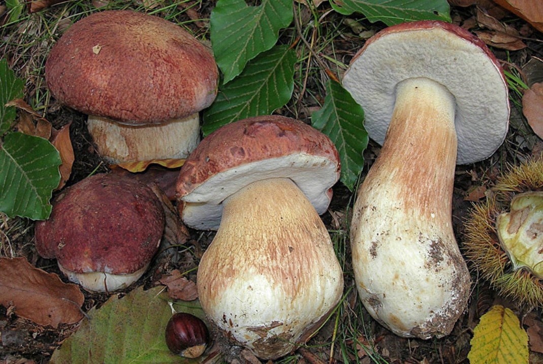 Открытие бизнеса по выращиванию белых грибов