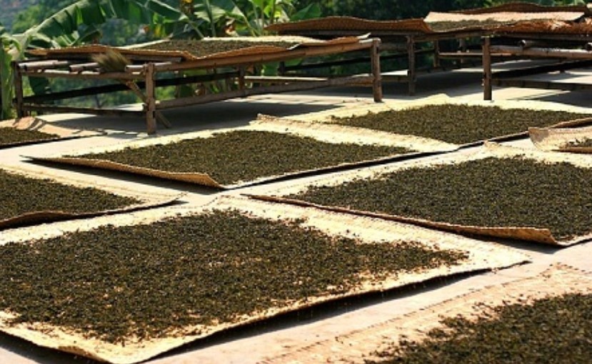 Открытие производства чая