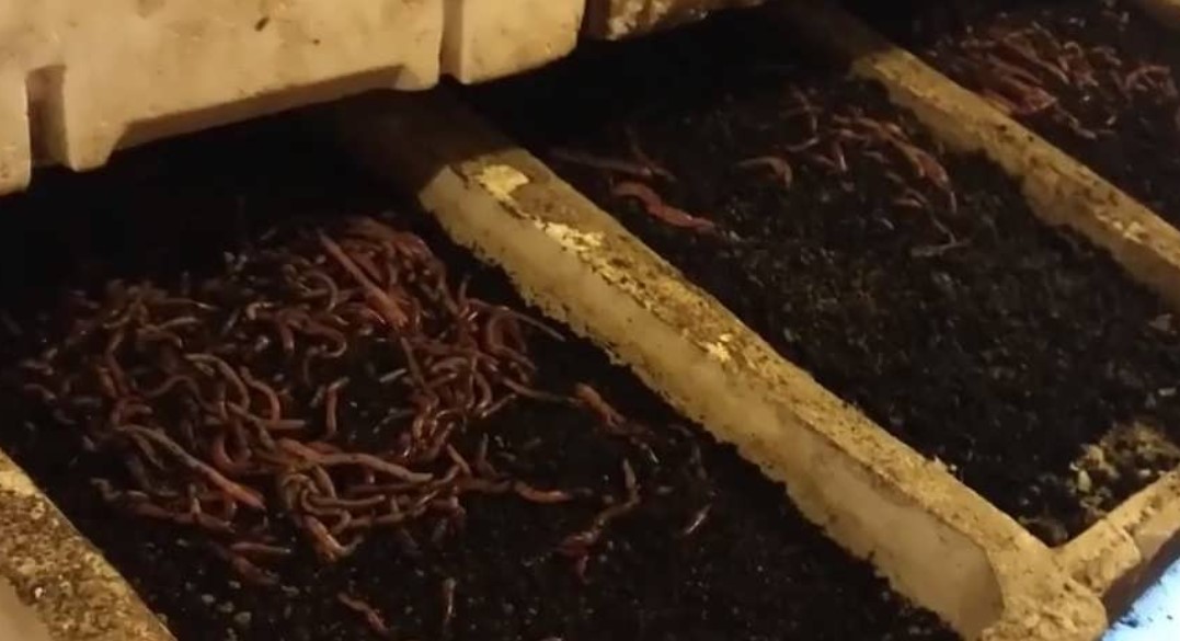 Ферма по разведения червей