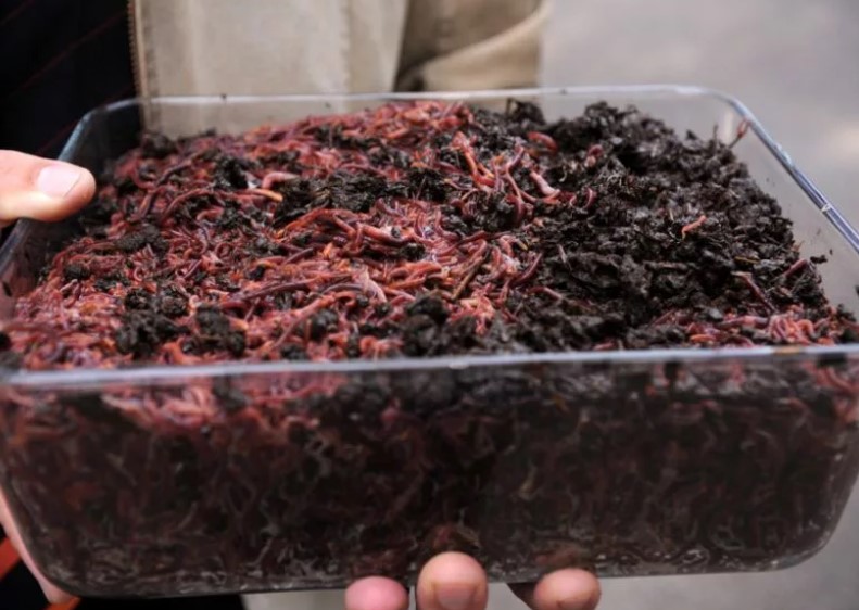 Ферма по разведения червей