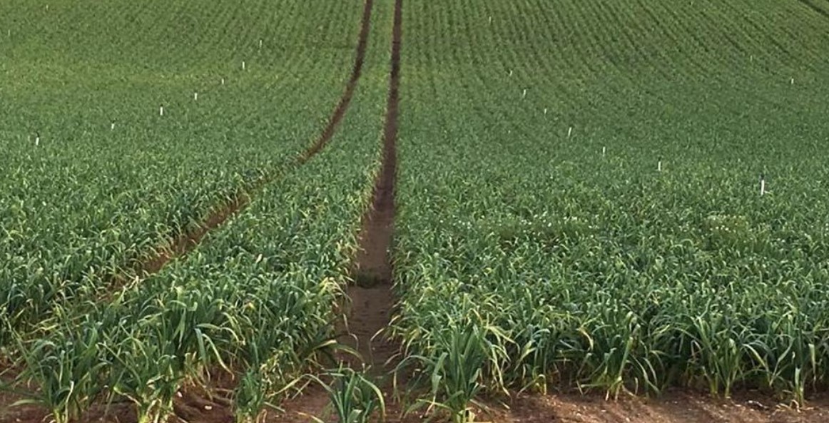 Выращивание чеснока как бизнес