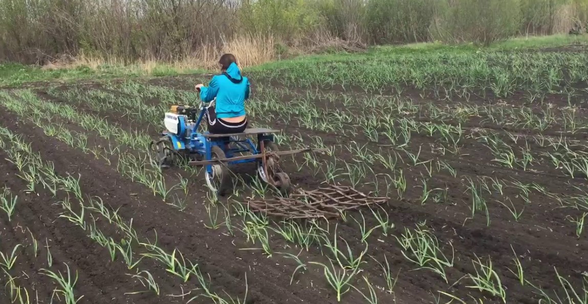 Выращивание чеснока как бизнес