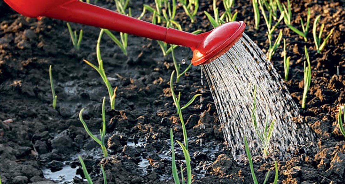 Выращивание чеснока как бизнес