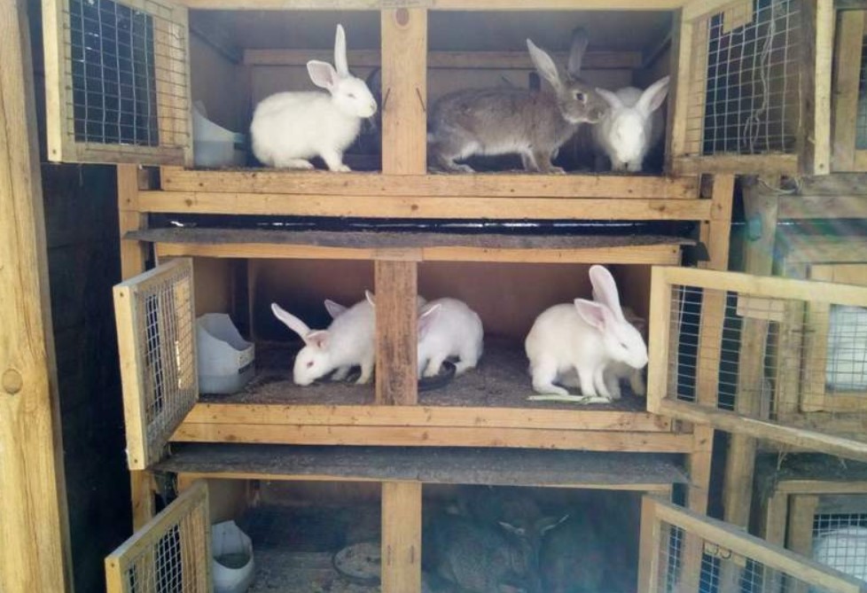Разведение кроликов как бизнес