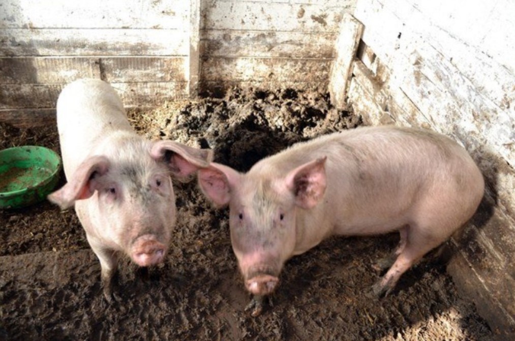 Разведение свиней как бизнес
