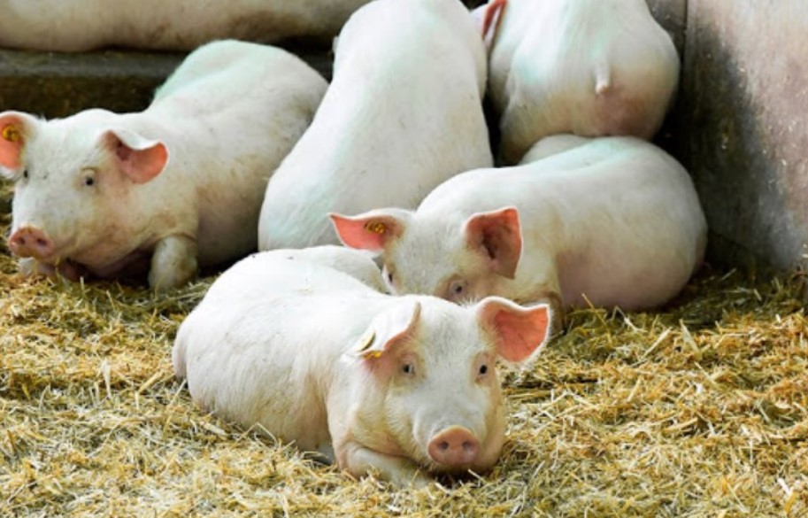 Разведение свиней как бизнес