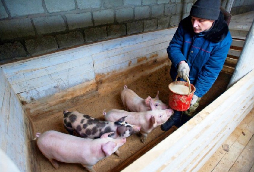 Разведение свиней как бизнес