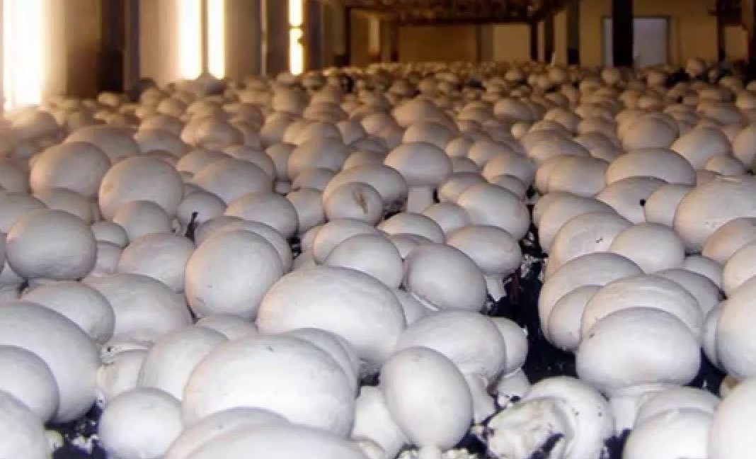 Бизнес на выращивании шампиньонов