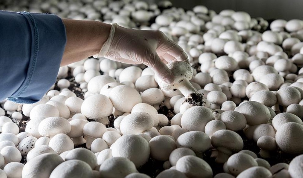 Бизнес на выращивании шампиньонов