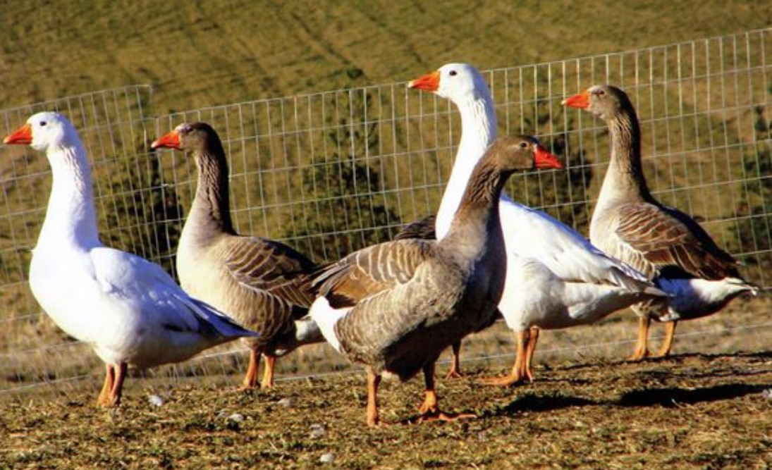Разведение гусей как бизнес