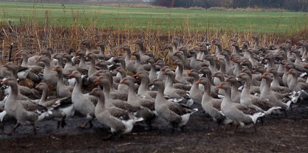 Разведение гусей как бизнес