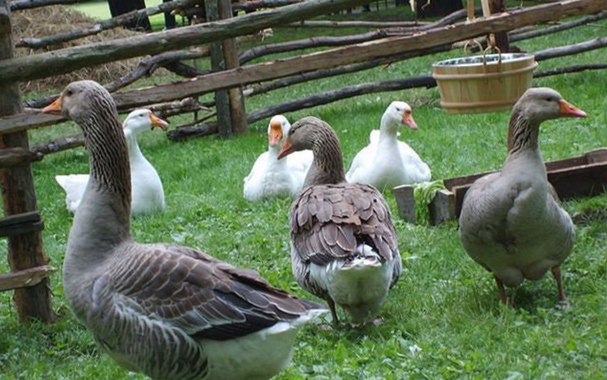 Разведение гусей как бизнес