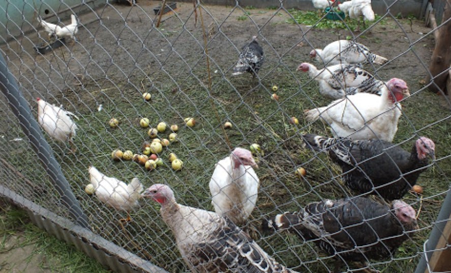 Открытие фермы по разведению индюков