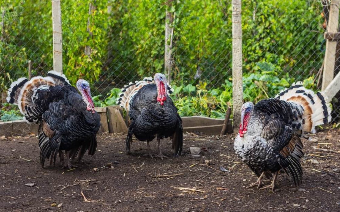 Открытие фермы по разведению индюков