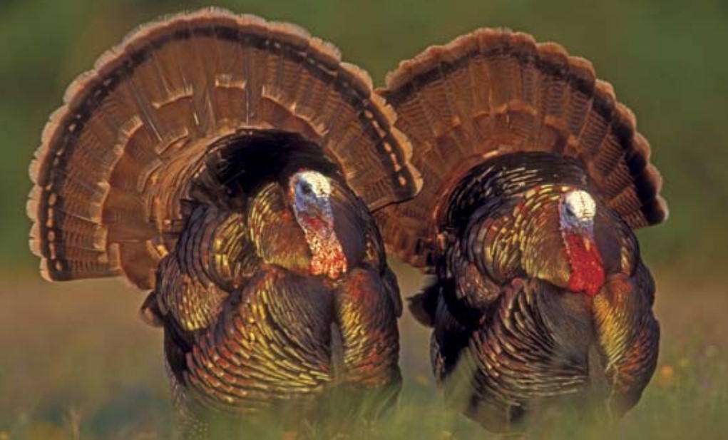 Открытие фермы по разведению индюков