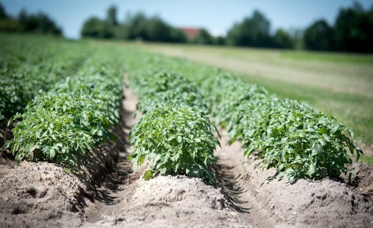 Выращивание картофеля как бизнес