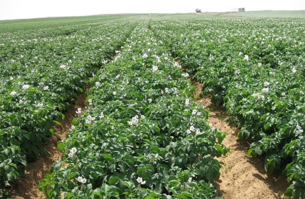 Выращивание картофеля как бизнес