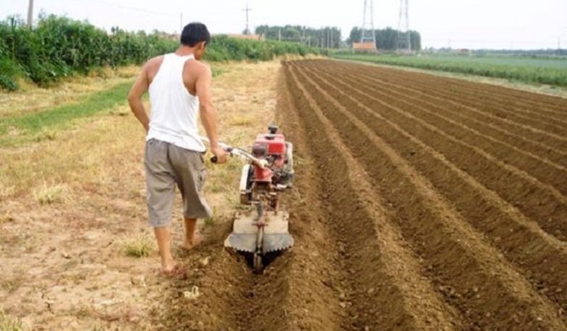 Выращивание картофеля как бизнес