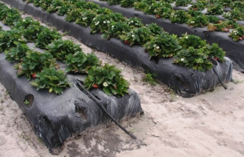 Выращивание клубники как бизнес