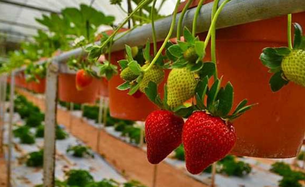 Выращивание клубники как бизнес