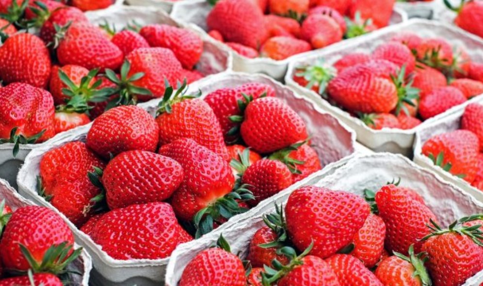 Выращивание клубники как бизнес