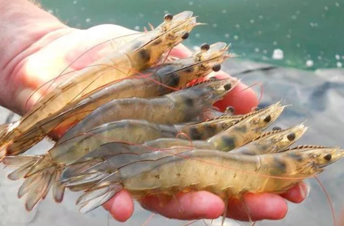 Открытие бизнеса на разведении креветок