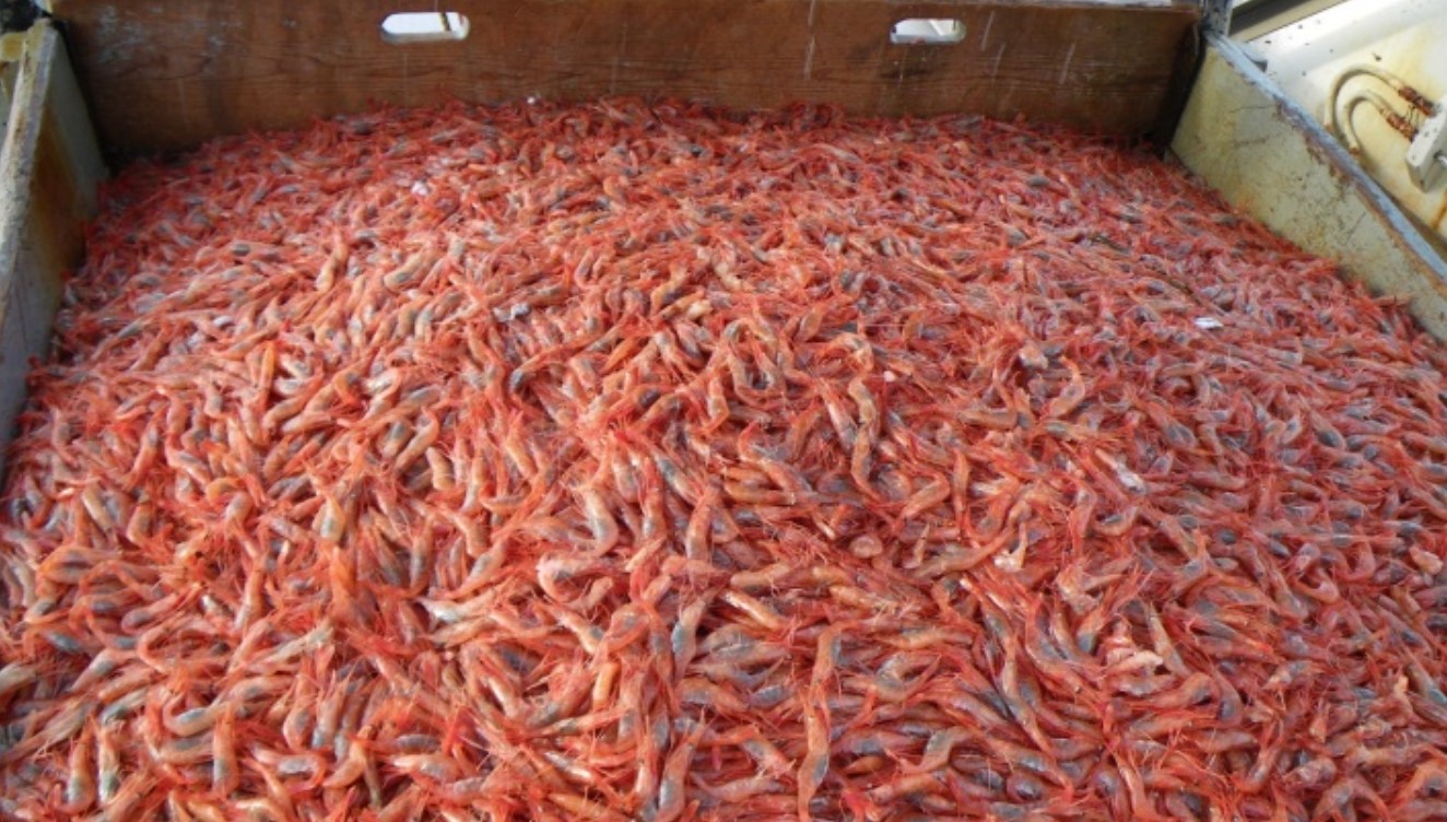 Открытие бизнеса на разведении креветок