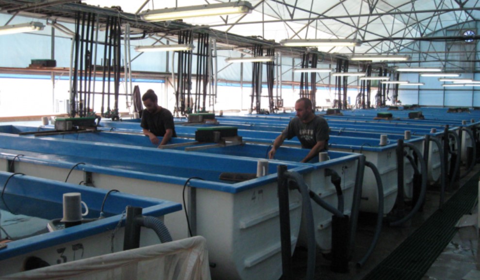 Открытие бизнеса на разведении креветок