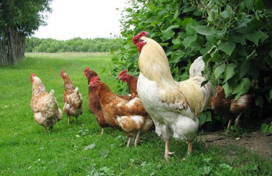 Открытие бизнеса на разведении кур