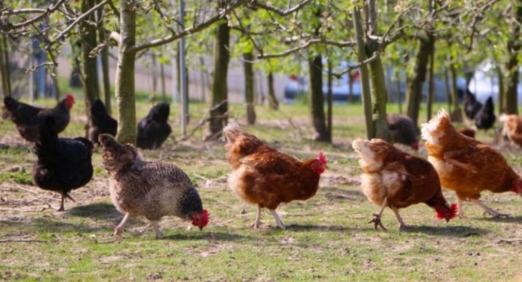 Открытие бизнеса на разведении кур