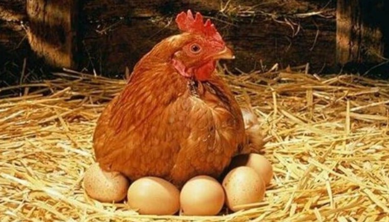 Открытие бизнеса на разведении кур