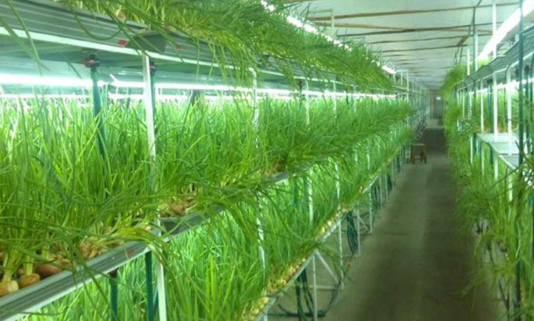 Выращивание зеленого лука как бизнес