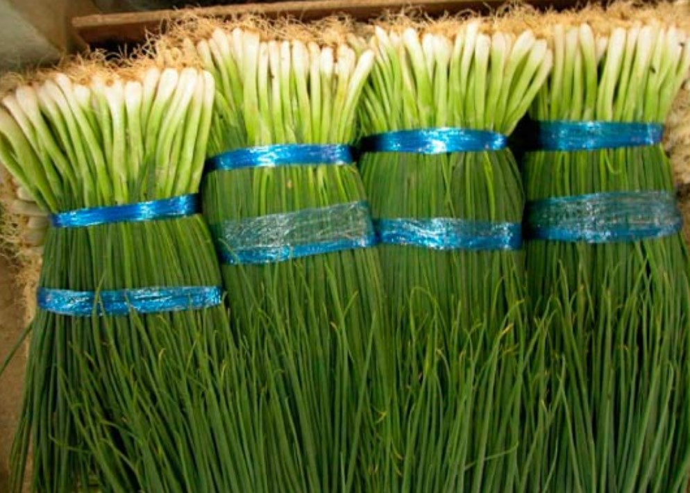 Выращивание зеленого лука как бизнес