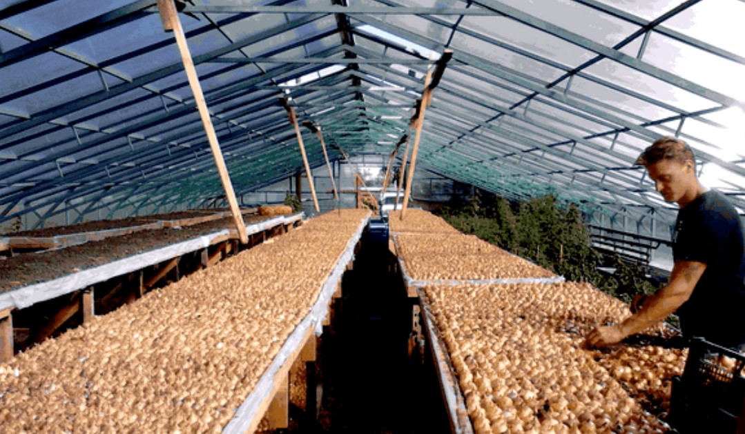 Выращивание зеленого лука как бизнес