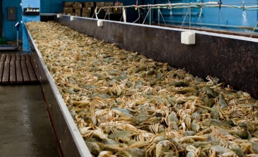 Ферма по разведению раков