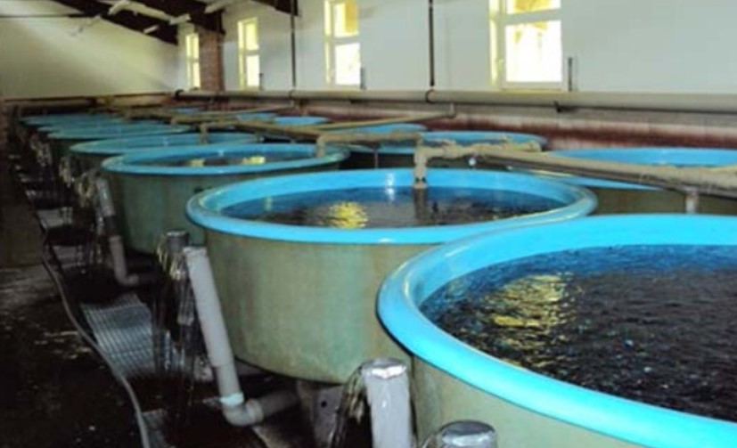 Ферма по разведению раков