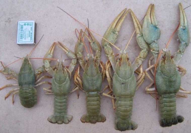 Ферма по разведению раков