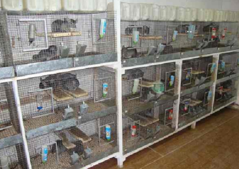 Открытие фермы по разведению шиншилл