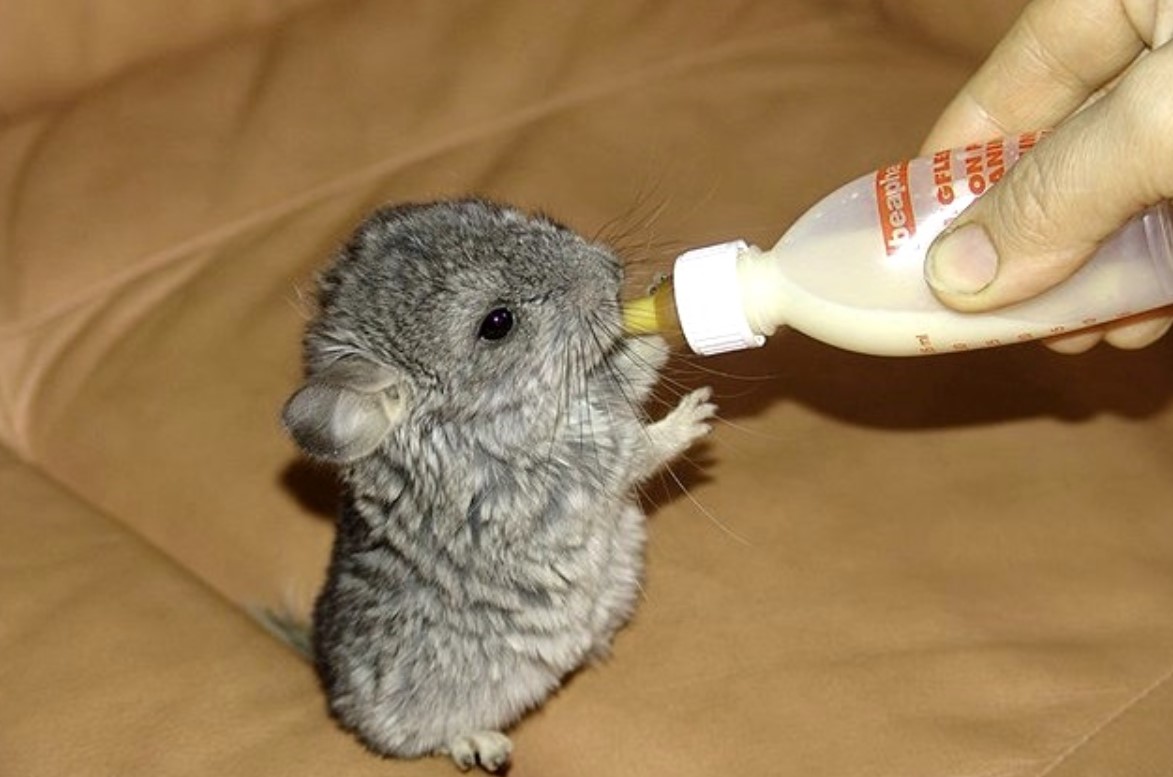 Открытие фермы по разведению шиншилл