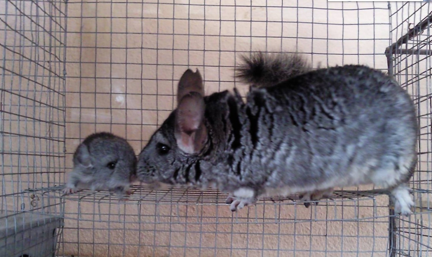 Открытие фермы по разведению шиншилл