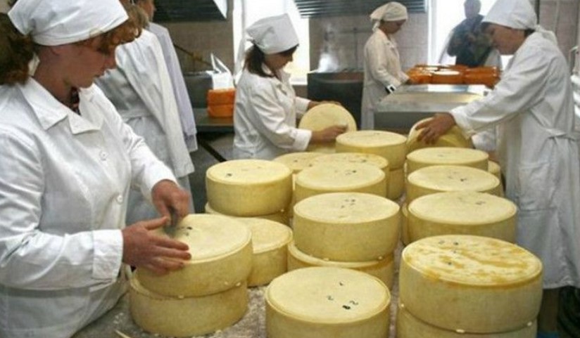 Производство сыра: ассортимент, оборудование и технология изготовления