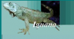 Iguana