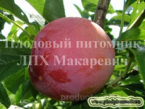 ЛПХ Макаревич