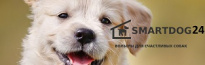 СмартДог24