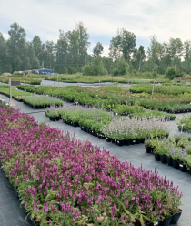 Питомник растений Малиновский