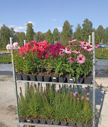Питомник растений Малиновский