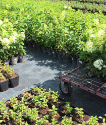 Питомник растений Малиновский